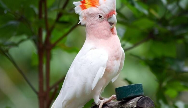Cockatoo Parrot Breeders in Iowa