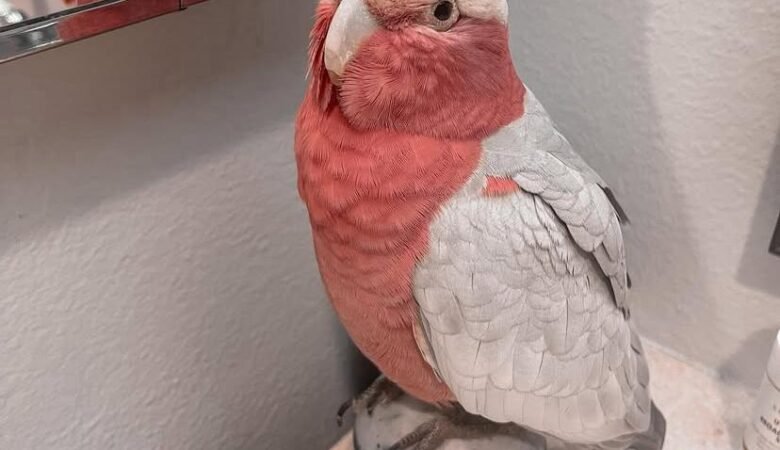 Cockatoos in Louisiana