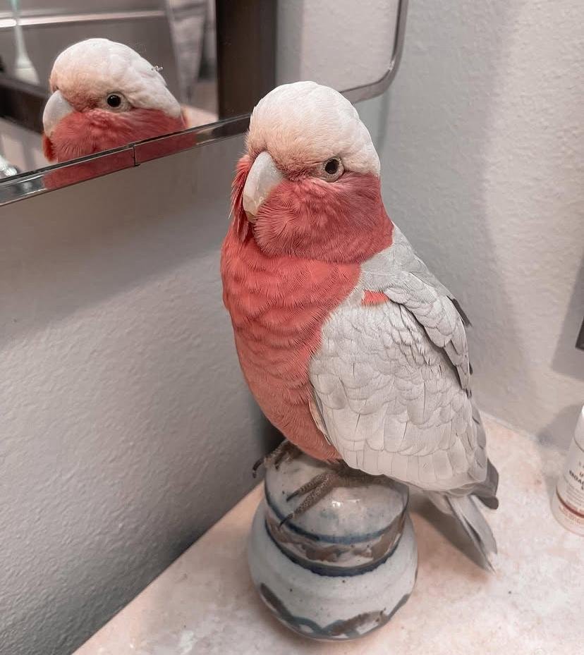 Cockatoos in Louisiana