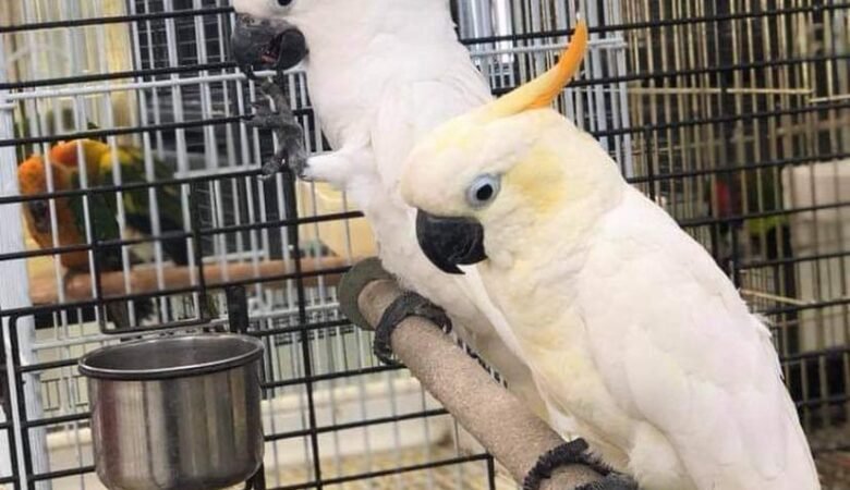 Cockatoos in Maine