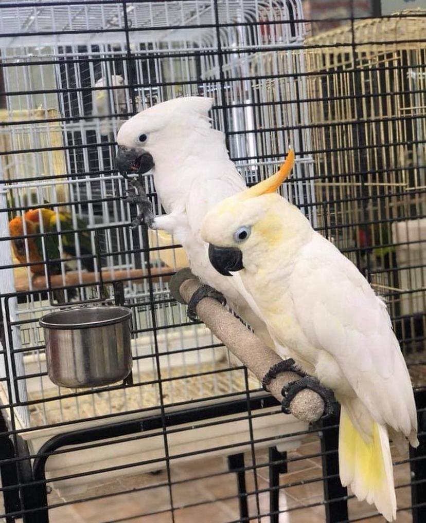 Cockatoos in Maine