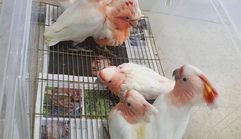 Cockatoos in Maryland