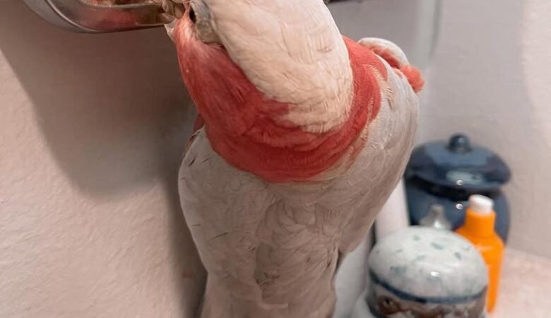 Cockatoos in Massachusetts