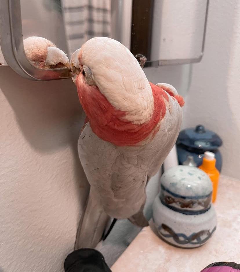 Cockatoos in Massachusetts