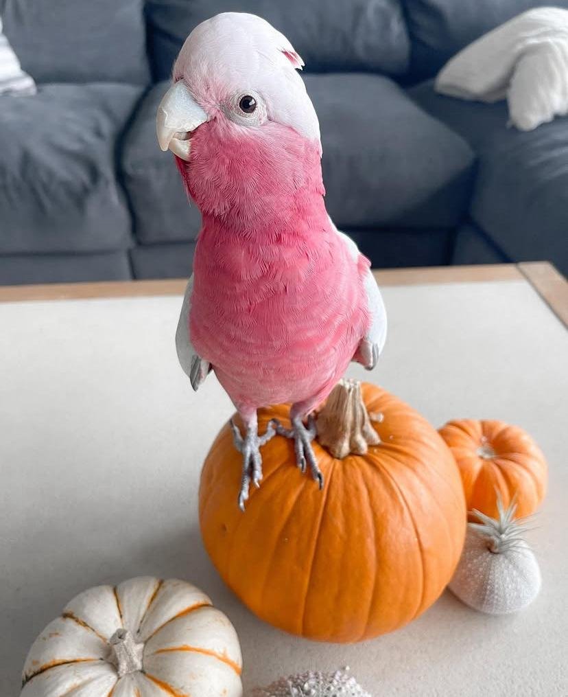 Cockatoos for sale in Sweden