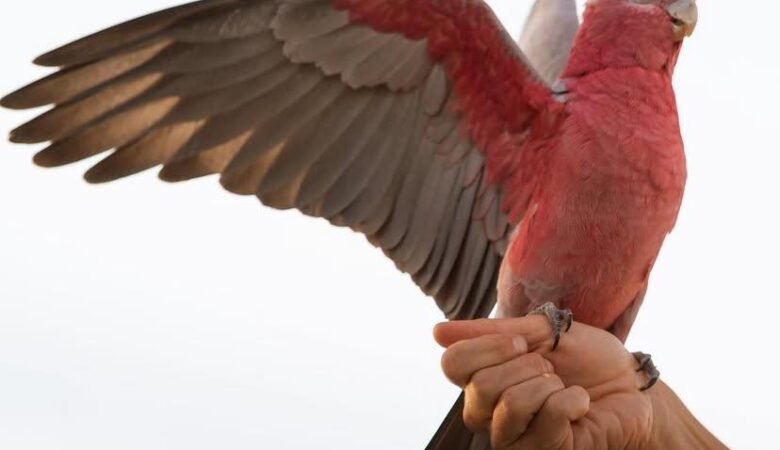 Cockatoo Parrots in Colorado
