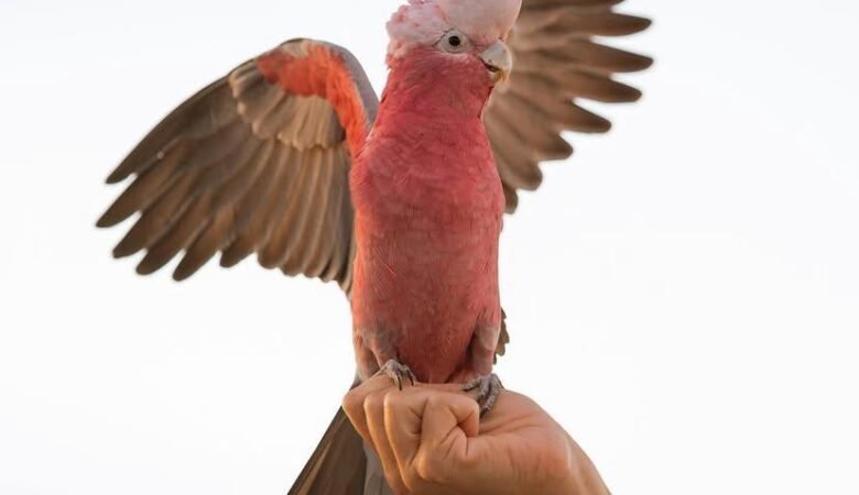 Cockatoo Parrots in Alaska