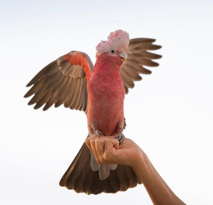 Cockatoos for sale in Mexico