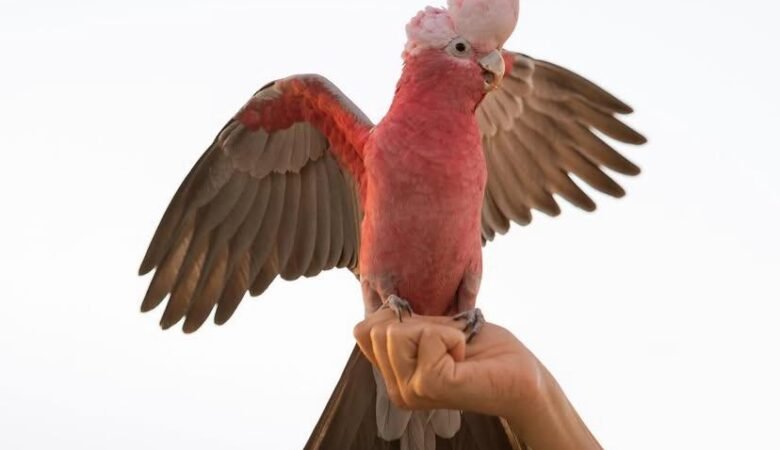 Cockatoo Parrots in Arizona