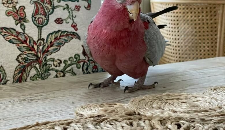 cockatoo parrot breeders in Australia