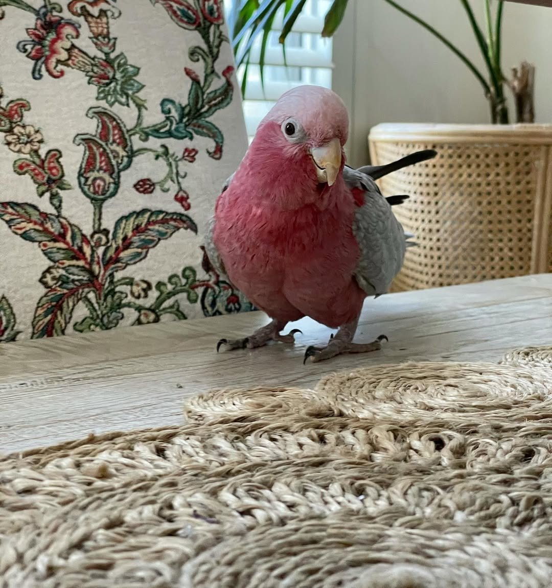 cockatoo parrot breeders in Australia