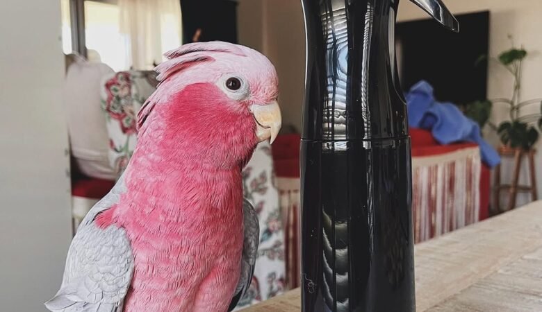 Cockatoo Parrots in Arkansas