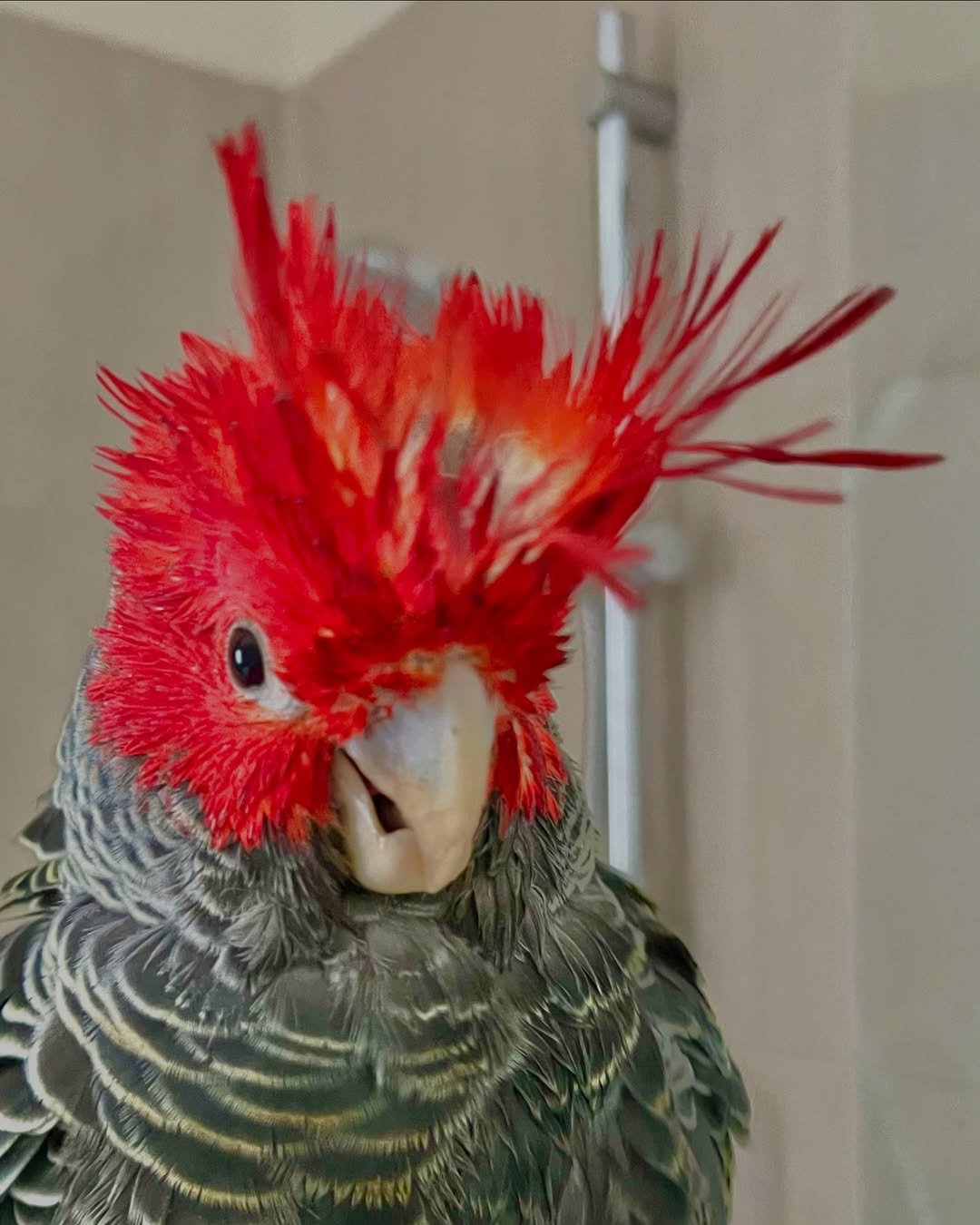 Cockatoo parrots for sale in Porirua City