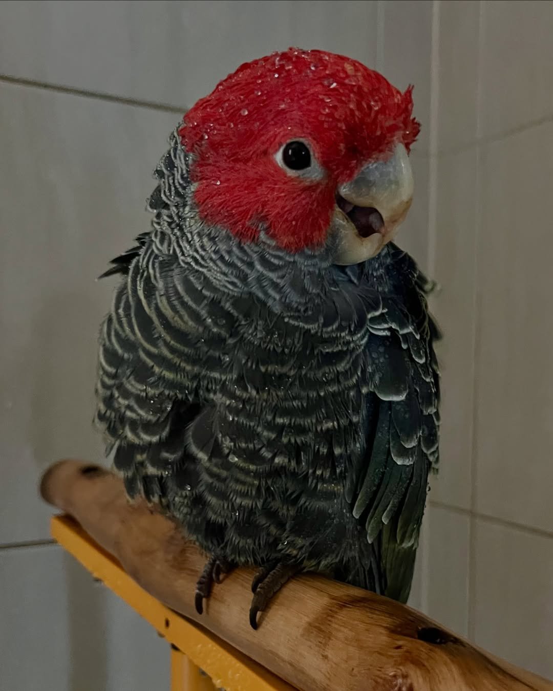 Do cockatoos get separation anxiety