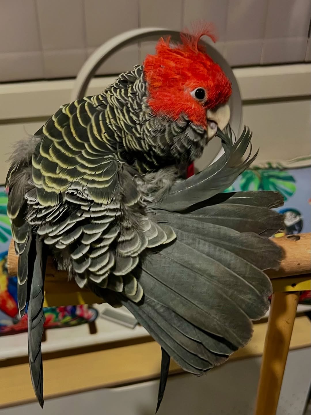 Why do cockatoos scream or screech
