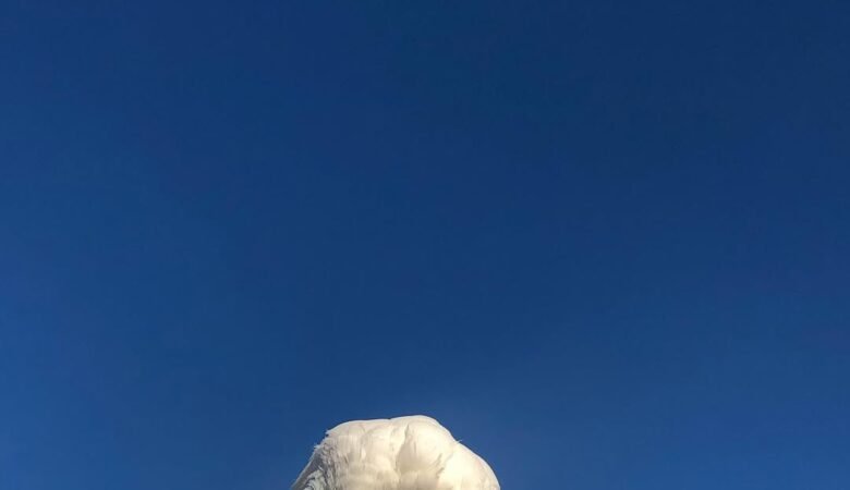 Cockatoo Parrot Breeders in Alabama