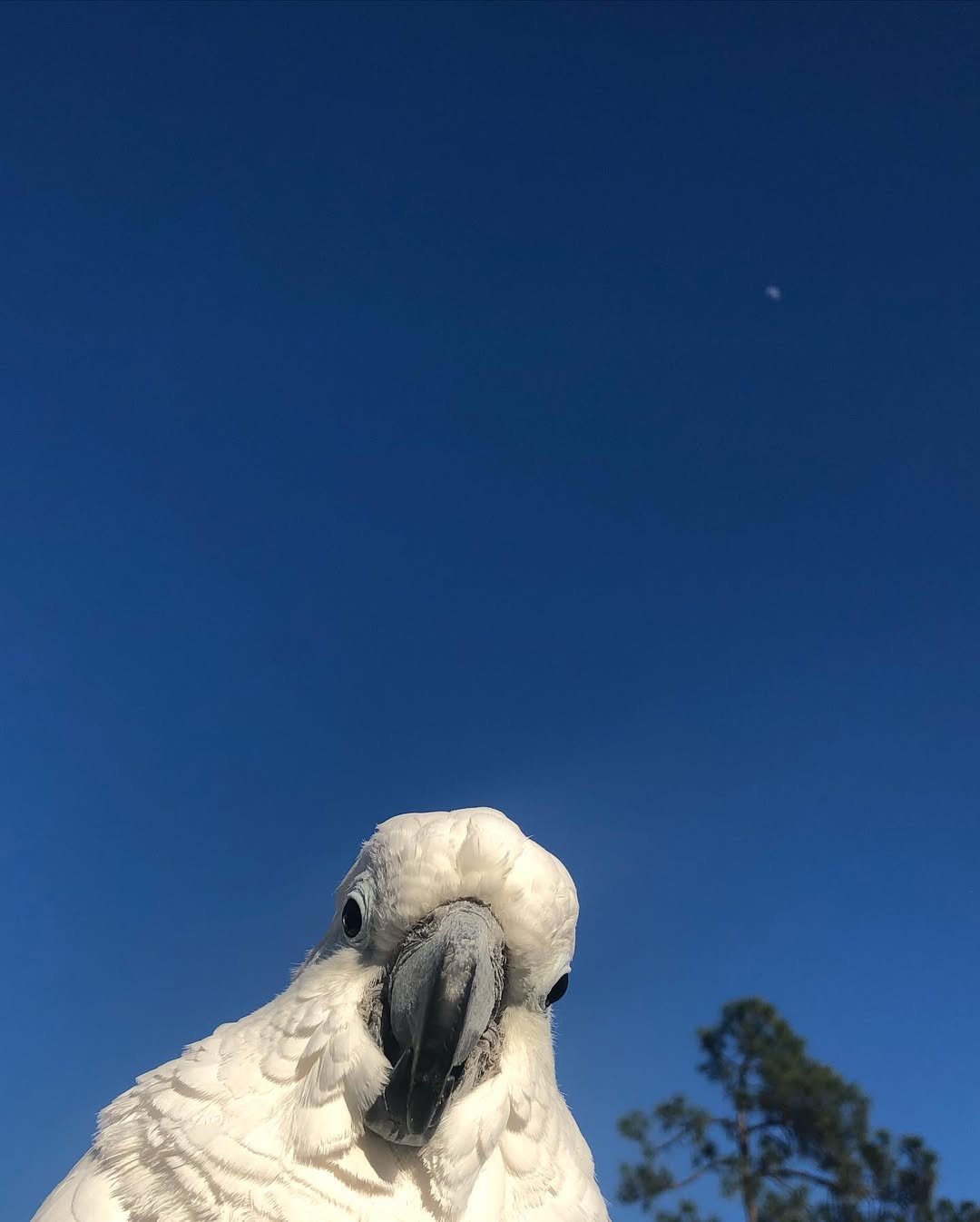 Cockatoo Parrot Breeders in Alabama