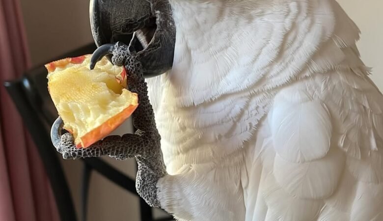 Cockatoo Parrot Breeders in Georgia