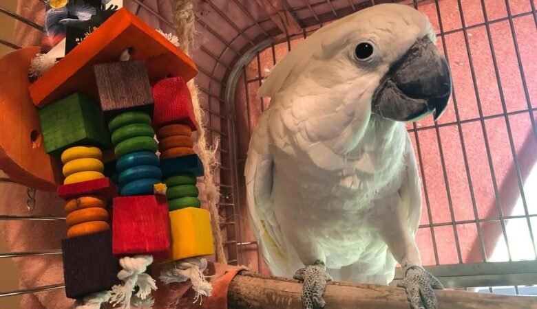 Cockatoo Parrot Breeders in Arizona