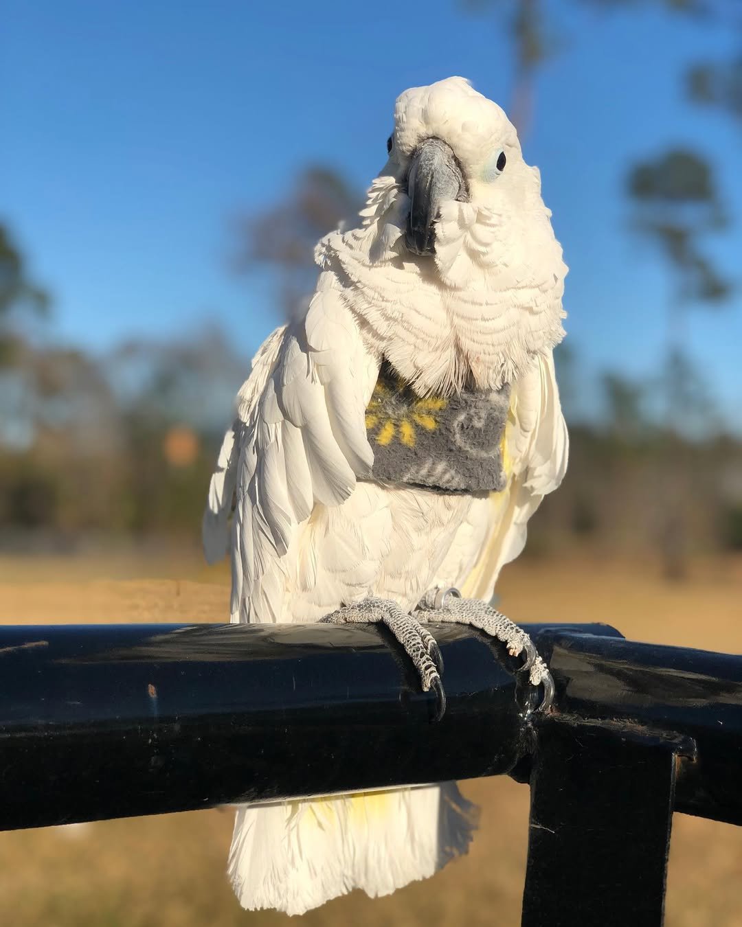 Cockatoo parrots for sale in Maryland