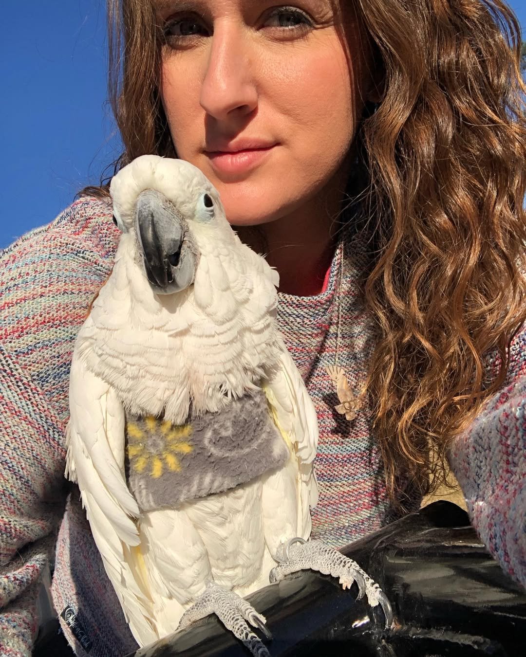 Cockatoo parrots for sale in Maine