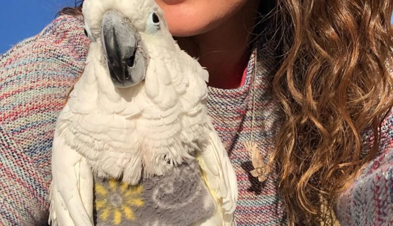 Cockatoo Parrot Breeders in California