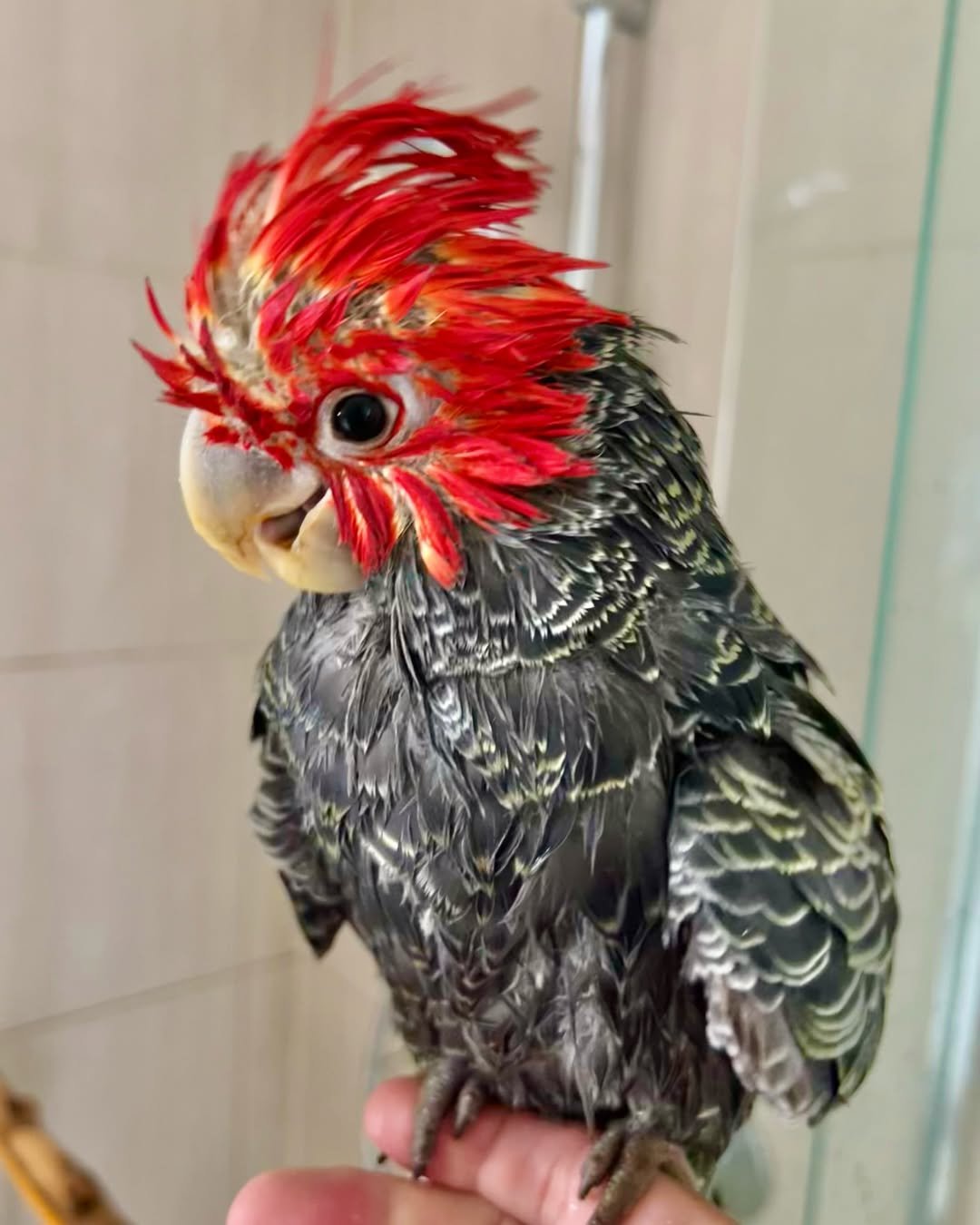 Cockatoo parrots for sale in Louisiana