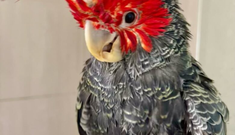Cockatoo Parrot Breeders in Florida