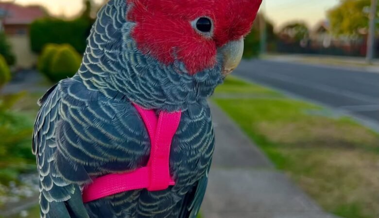 Cockatoo Parrot Breeders in Connecticut