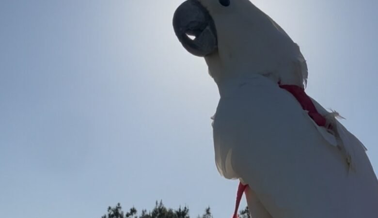 Cockatoo Parrots for Sale in Humboldt County, CA