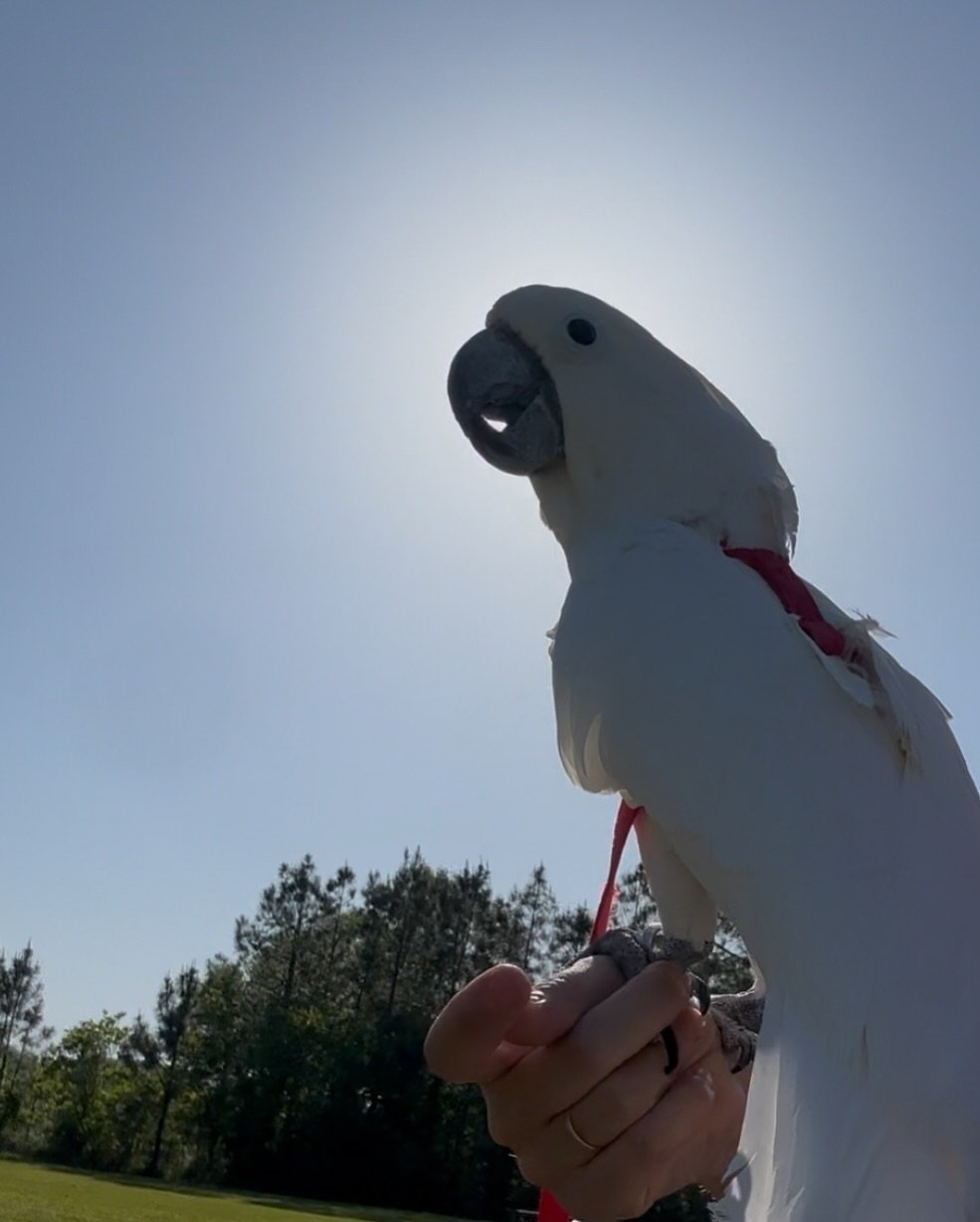 Cockatoo Parrots for Sale in Humboldt County