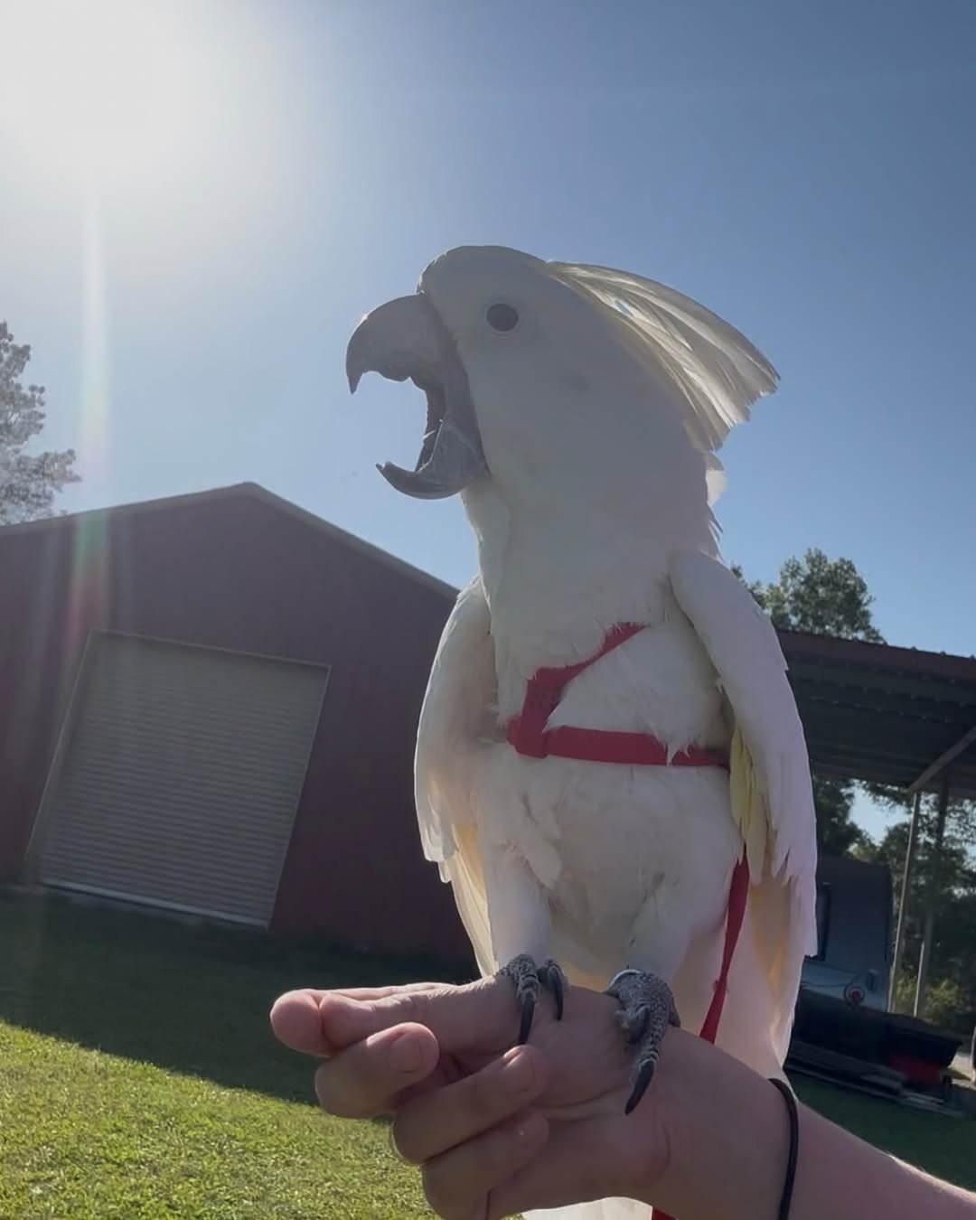 Cockatoo Parrots for Sale in Glenn County