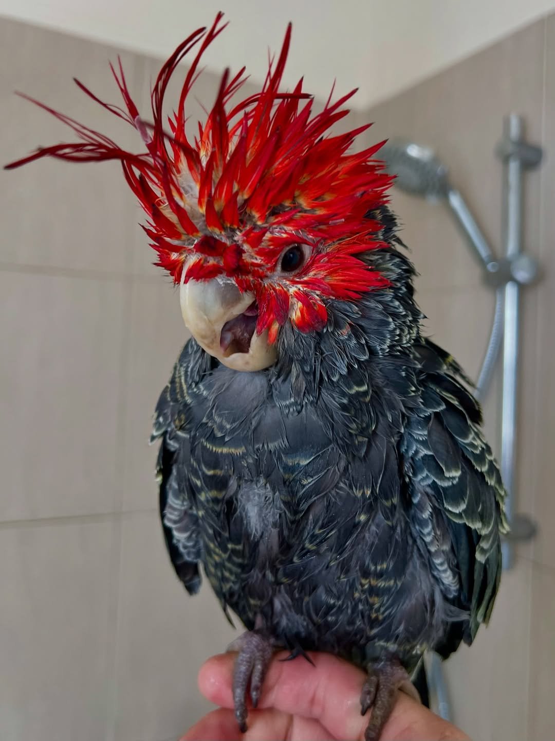 Cockatoo Parrots for sale in Nova Scotia