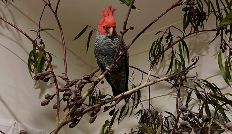 Cockatoo Parrots for Sale in Lake County, CA