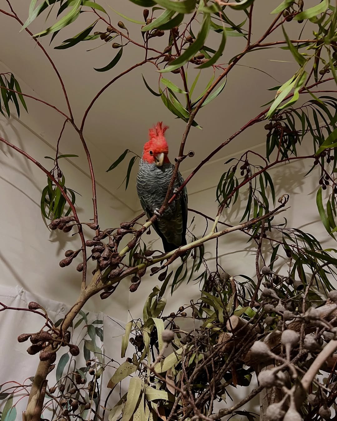 Cockatoo Parrots for Sale in Lake County