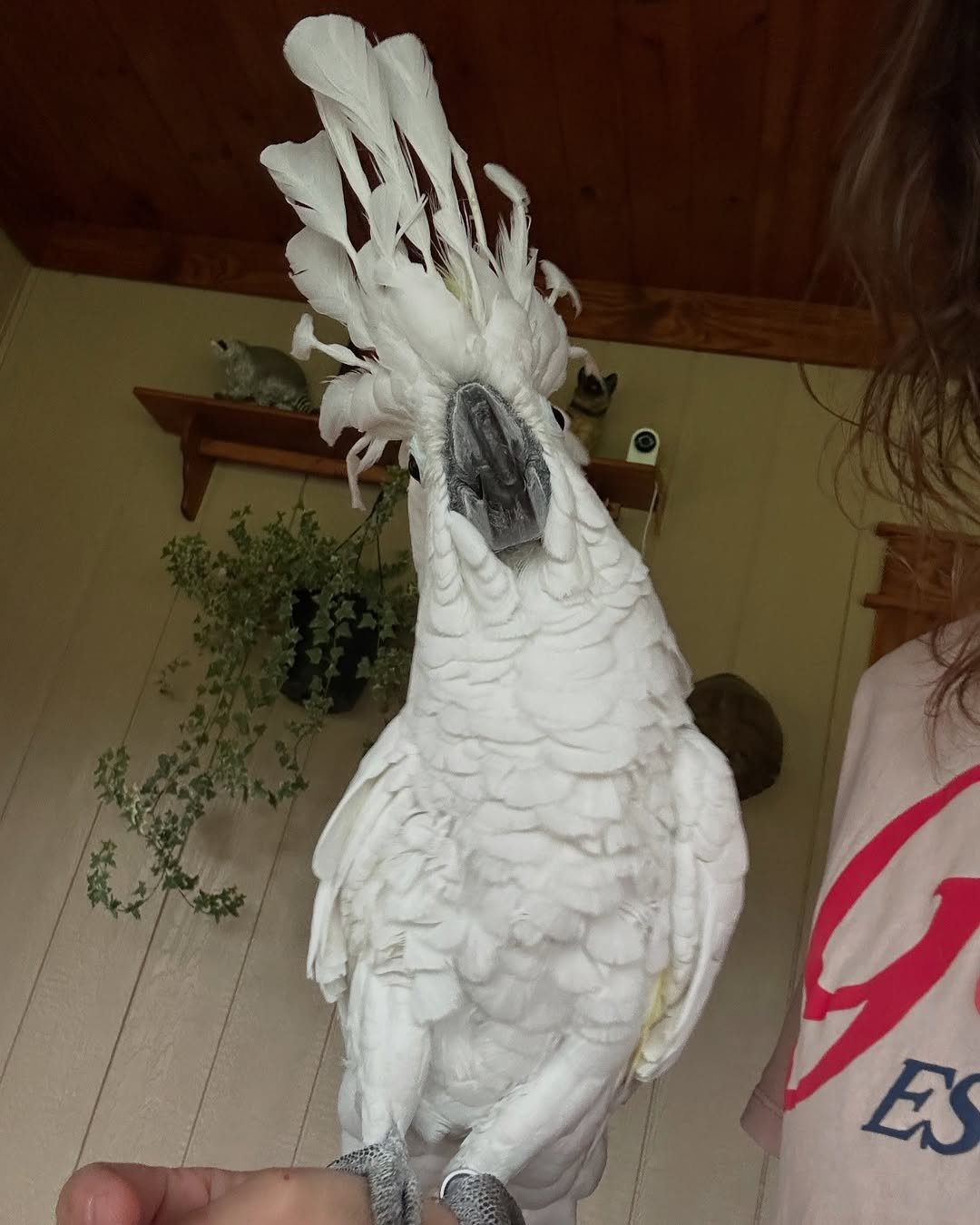 Cockatoo Parrots for Sale in Kings County