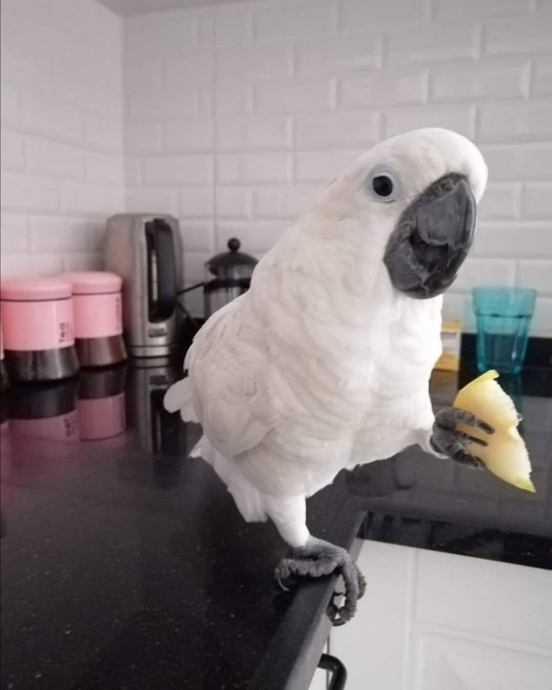 Cockatoo Parrots for Sale in Inyo County