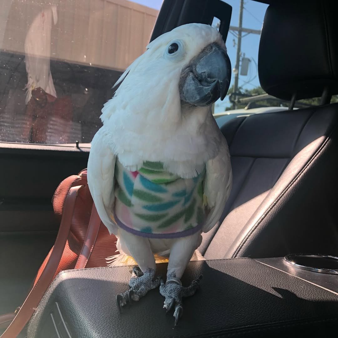 Cockatoo Care Guide